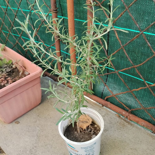 Young rosemary plant Salvia rosmarinus Rosmarinus officinalis
