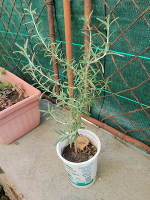 Young rosemary plant Salvia rosmarinus Rosmarinus officinalis