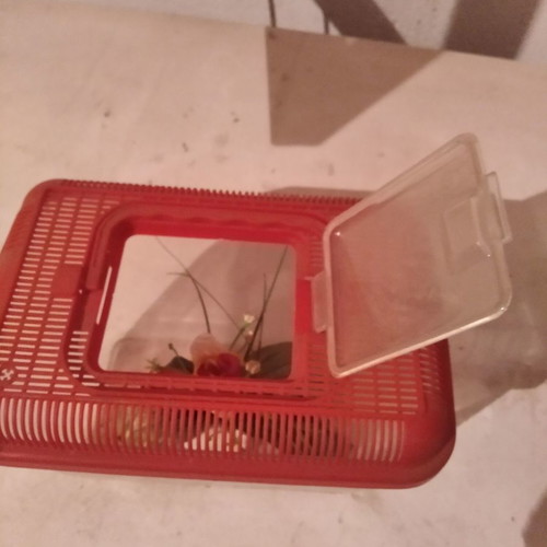 Aquarium used suitcase with one plant