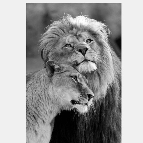 Canvas lions black and white like new 30x40 cm
