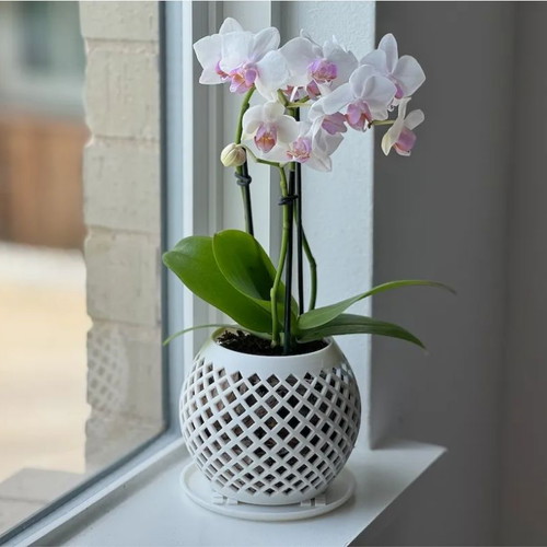 Orchid pot new from 3d printer with tray