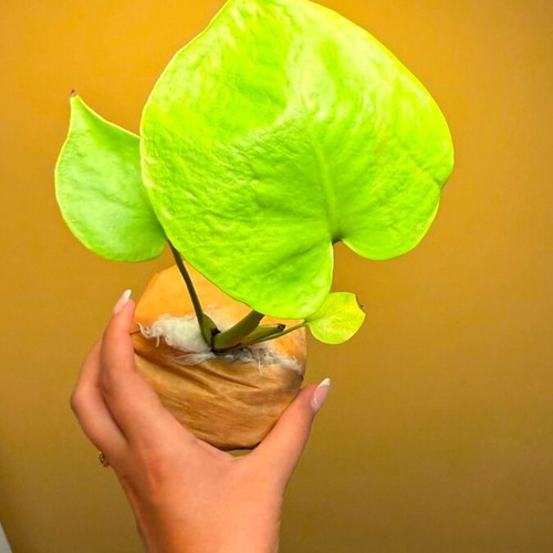 Monstera Deliciosa Lime Variegata plant