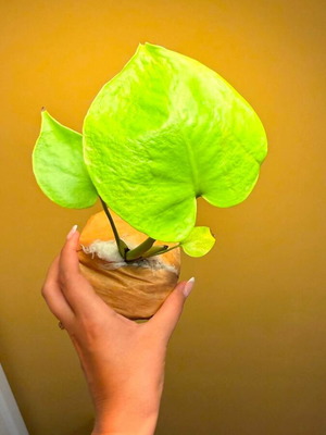 Monstera Deliciosa Lime Variegata plant