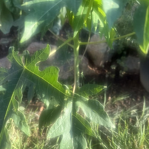 Papaya from Gold variety seed, new