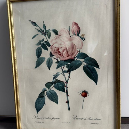 Vintage framed botanical print Rosa Indica fragrans after P.J. Redouté