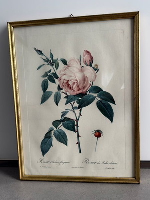 Vintage framed botanical print Rosa Indica fragrans after P.J. Redouté