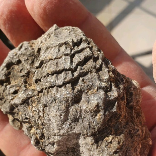 Radiolites fossil from Boeotia Thebes Cretaceous