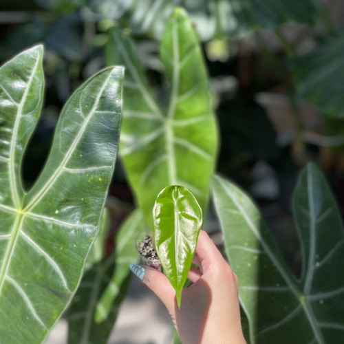 Alocasia Longiloba baby plant new, indoor tropical foliage
