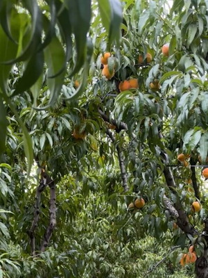 Ροδάκινα ποικιλίας Andros 10kg καινούργια, σεζόν 2025