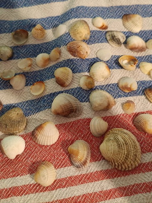 Seashells in various sizes, like new