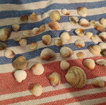 Seashells in various sizes, like new