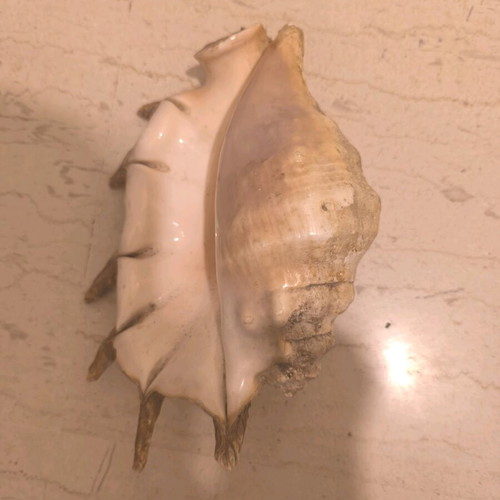 Natural shell used in good condition