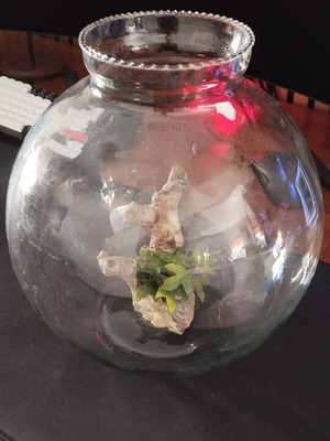 Aquarium with small tree 30x30 like new