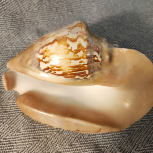 Strombidae seashell used with minor breaks, 15x12x7cm