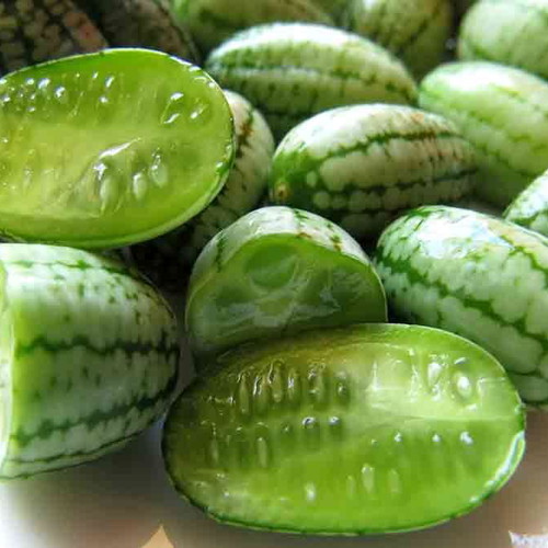 Cucamelon Mexican Mini Melon Cucumber Seeds, rare climbing plant