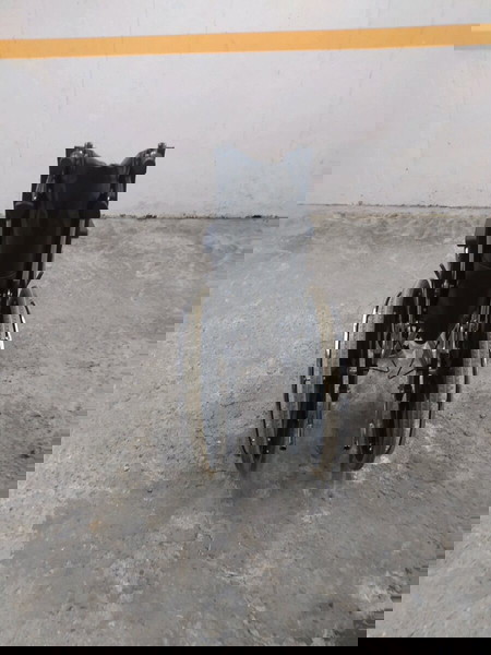 Αναπηρικό αμαξίδιο Reclining με πλάτη ανακλινόμενη, ανυψούμενα υποπόδια