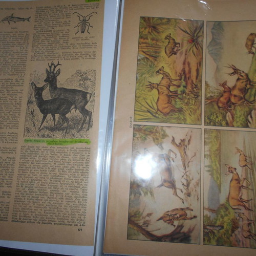 Forestry archive used with 40 lithograph clippings and articles from 1950s