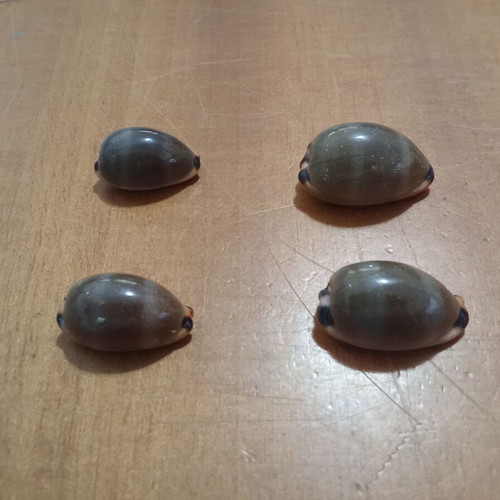 Cypraeidae Lurida seashells like new, set of 4, 26-33mm