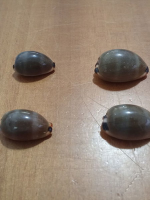 Cypraeidae Lurida seashells like new, set of 4, 26-33mm
