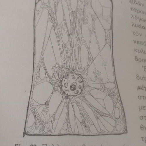 Stoicheia Genikis Viologias textbook used, 1940 OESV edition