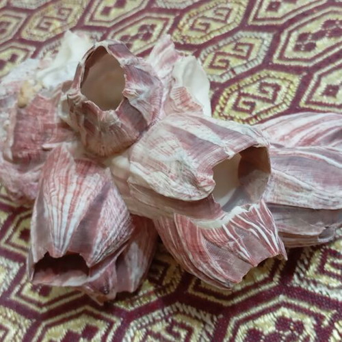 Purple barnacle cluster like new, natural seashells 15 cm