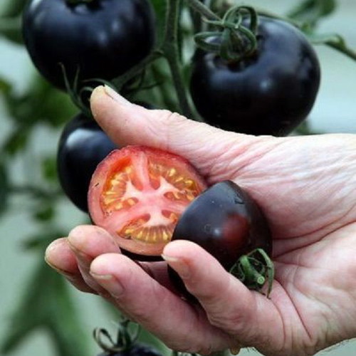 Indigo Rose Russian Black Tomato Seeds, pack of 20