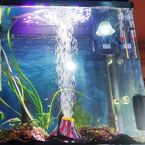 Aquarium 75 liters like new with live plants and accessories