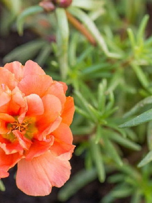 Portulaca Grandiflora seeds, pack of 25, multicolored flowering succulents