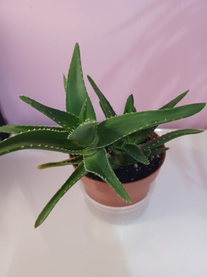 Aloe perfoliata small plant 12 cm, new