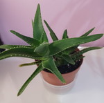 Aloe perfoliata small plant 12 cm, new