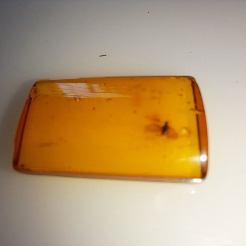 Processed square Baltic amber piece with insects, new