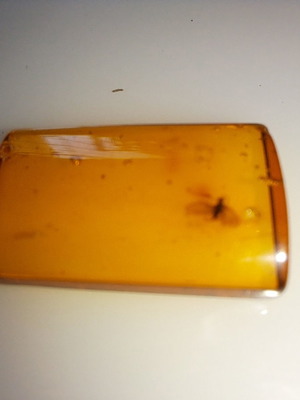 Processed square Baltic amber piece with insects, new