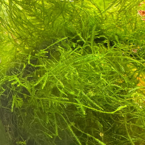 Taxiphyllum barbieri Bogor Moss aquarium plant new
