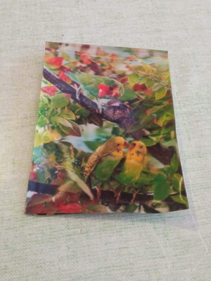 Vintage Τρισδιάστατη Καρτ Ποστάλ 3D Lenticular Παπαγαλάκια με φθορές πίσω
