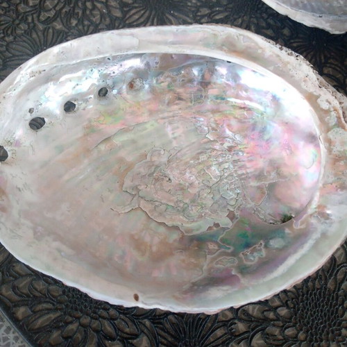 Natural abalone shell mother-of-pearl like new, large size 12.7 cm, iridescent