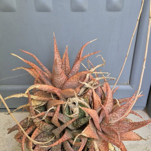 Aloe sp. hybrid new, old flowering plant