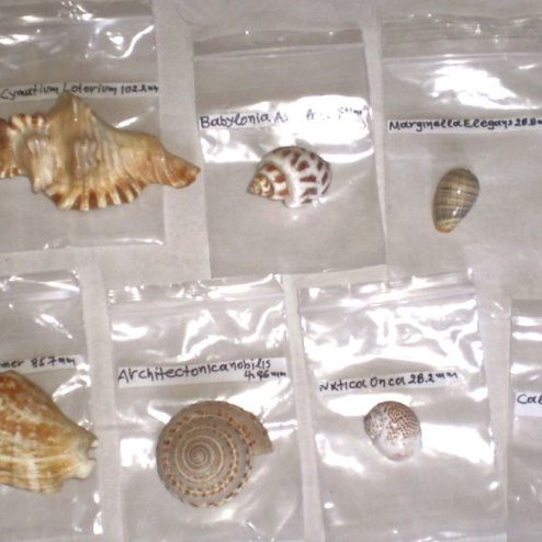 Natural sea shells used, collection of 137 pieces, selected