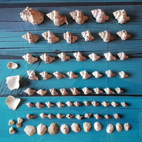 720 seashells various designs and sizes