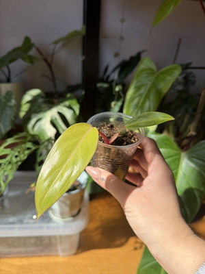Philodendron Painted Lady αναρριχώμενο φυτό εσωτερικού χώρου