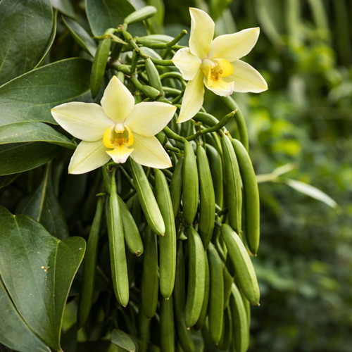 Natural Bourbon Madagascar vanilla powder new