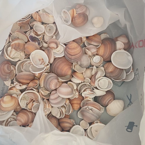 Natural seashells pack 1.5 kg for crafts and decoration