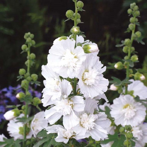 Hollyhock Alcea Rosea Double White seeds, pack of 20