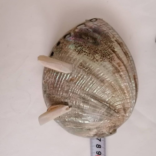 Large Abalone Shell Pacific Mother of Pearls used