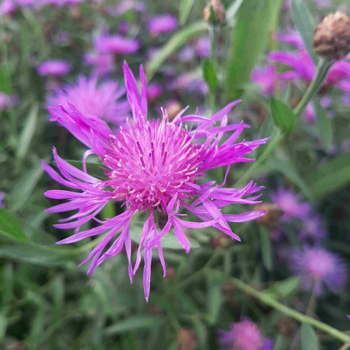 Brown Knapweed seeds Centaurea Jacea, homegrown and natural