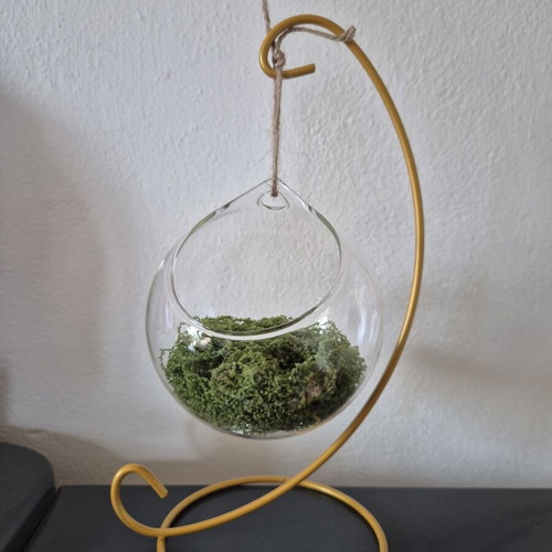 Terrarium decorative glass with moss on golden metal stand new