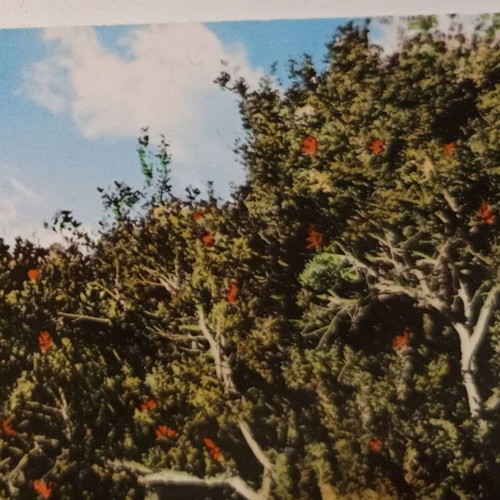 Postcard Chios Pyrgousaines in the Mastic Collection used, color