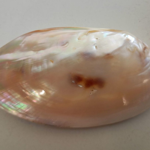 Mother of pearl shell used, lightweight, decorative