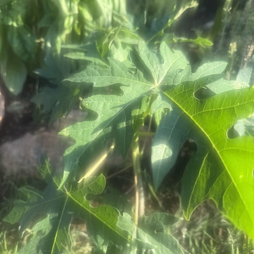 Papaya from Gold variety seed, new