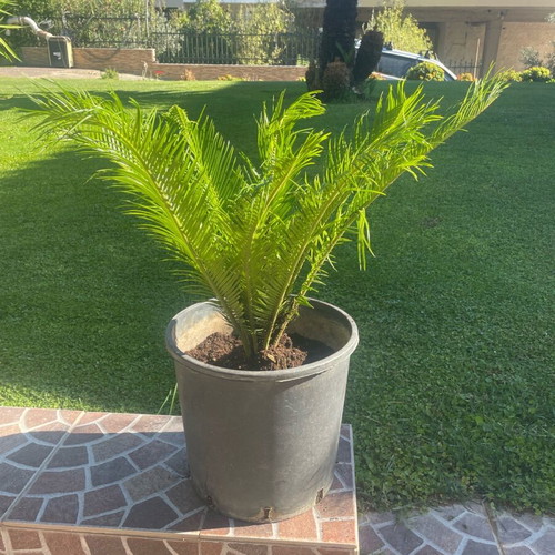 Cycas from 40-year-old healthy plant
