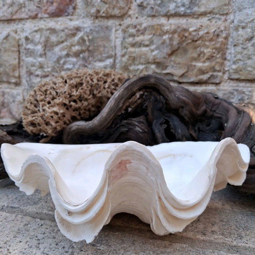 Κοχύλι Γιγάντια Αχιβάδα Σαν Καινούργιο (Tridacna Squamosa)